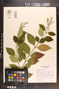 Ligustrum japonicum image