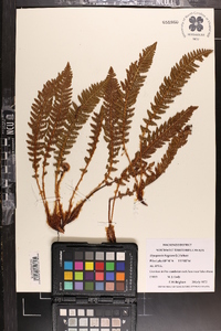 Dryopteris fragrans image