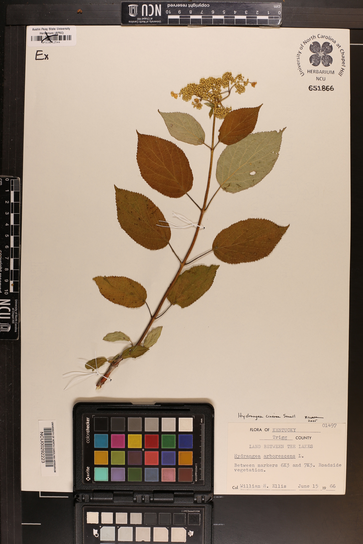 Hydrangea cinerea image