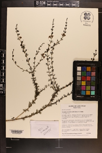 Seymeria cassioides image