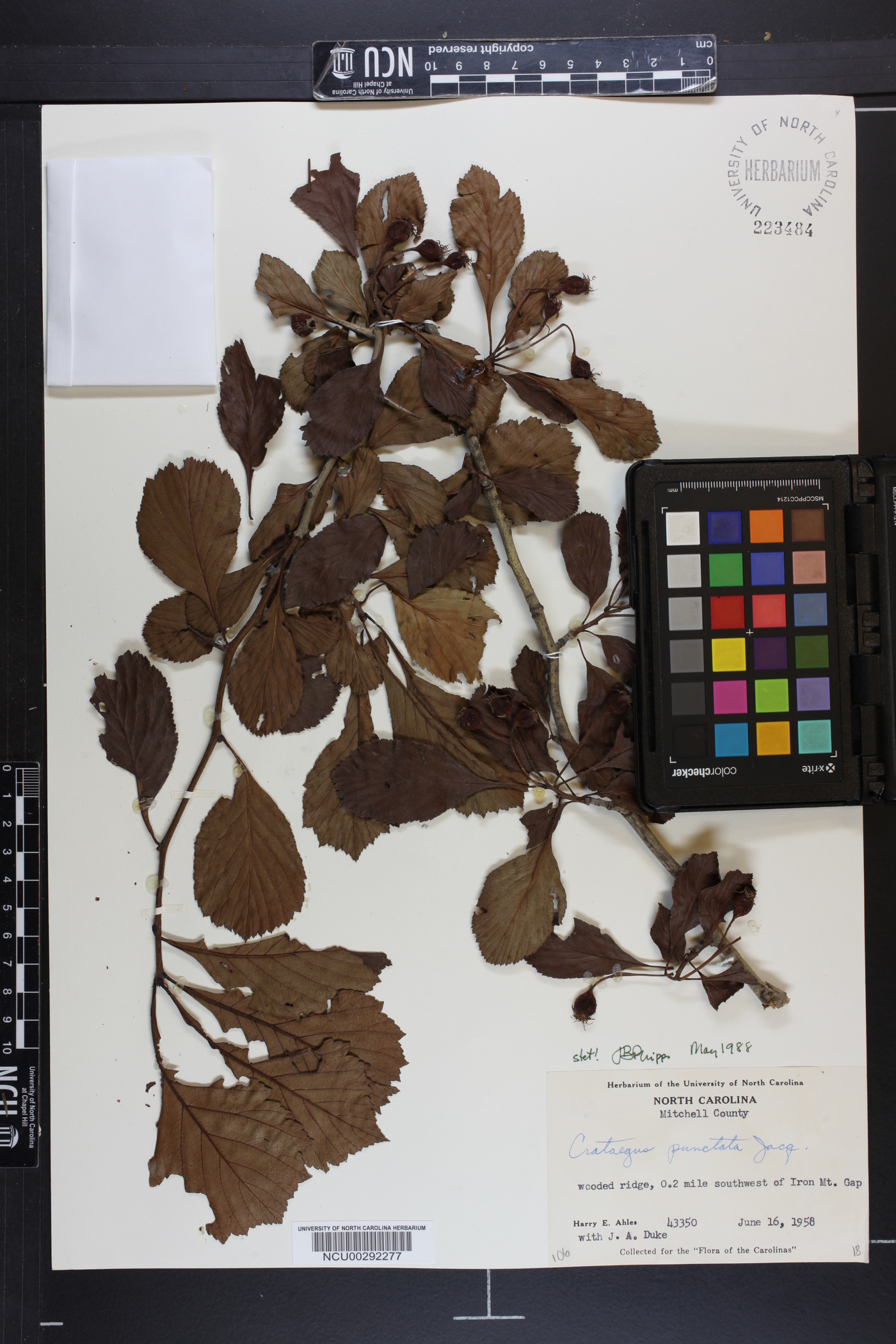 Crataegus punctata image