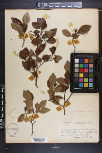 Crataegus raleighensis image