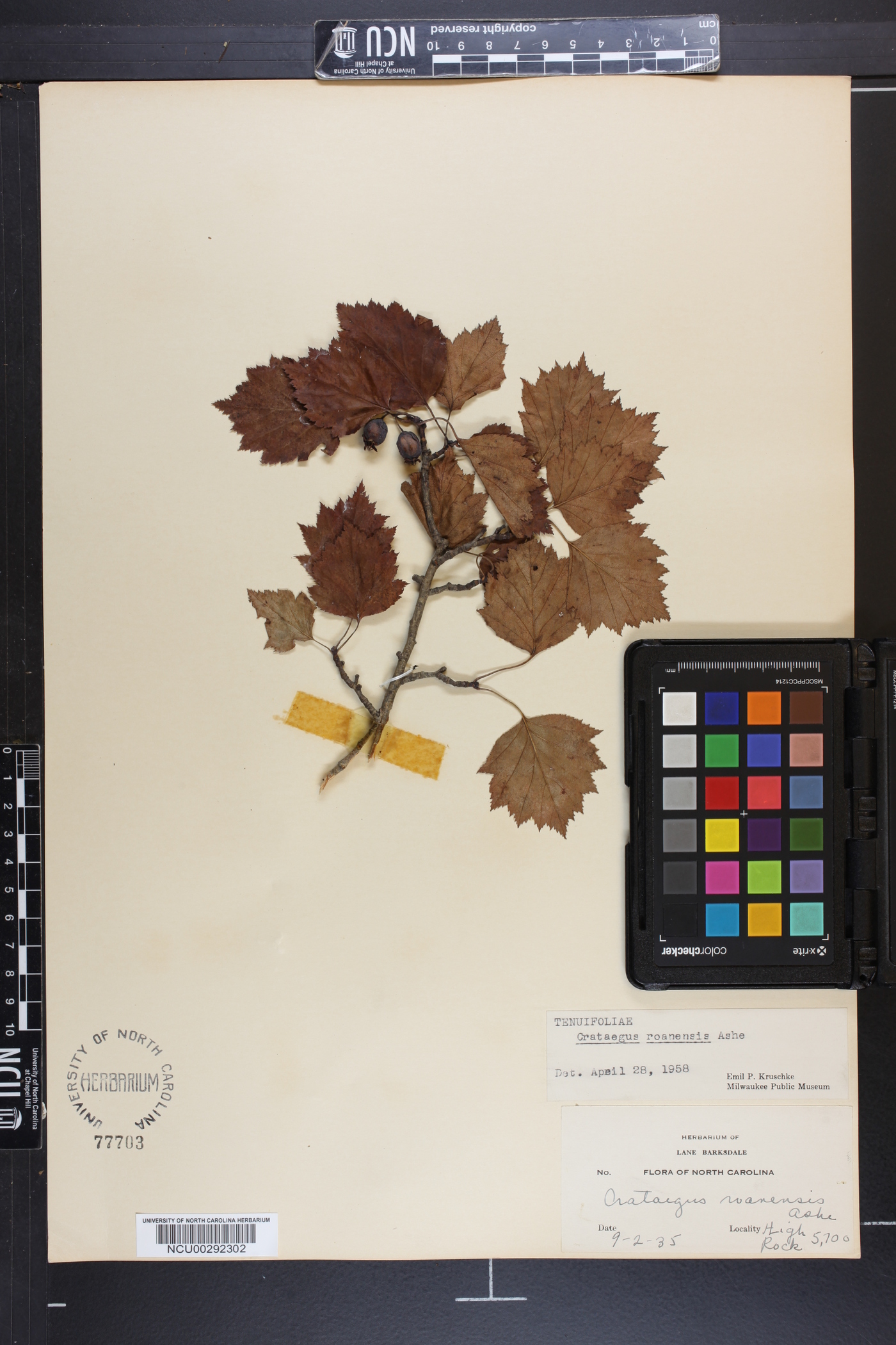 Crataegus roanensis image