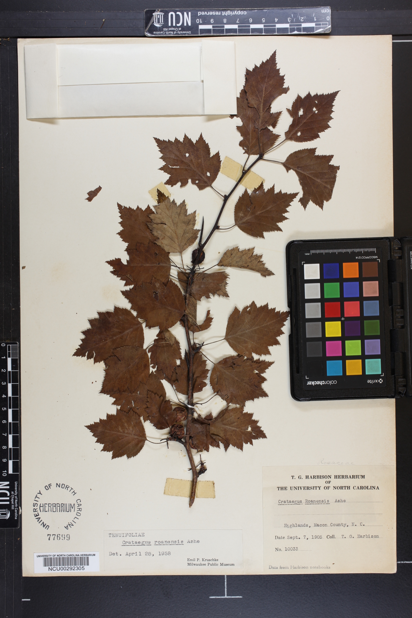 Crataegus roanensis image