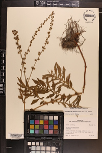 Agrimonia parviflora image