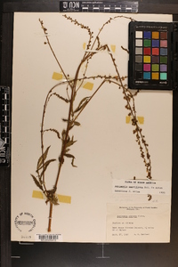 Agrimonia parviflora image