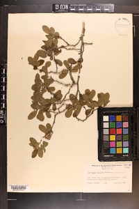 Crataegus uniflora image