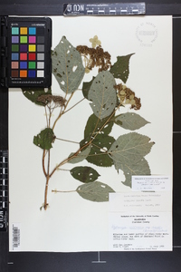 Hydrangea arborescens subsp. discolor image