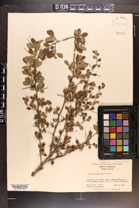 Crataegus uniflora image