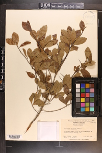 Crataegus uniflora image