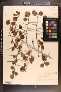 Crataegus uniflora image