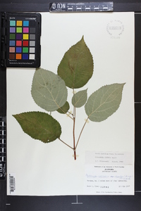 Hydrangea arborescens subsp. discolor image