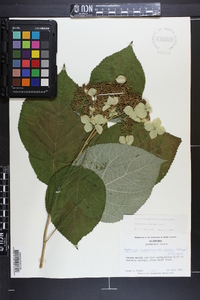 Hydrangea arborescens subsp. discolor image