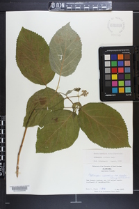 Hydrangea arborescens subsp. discolor image