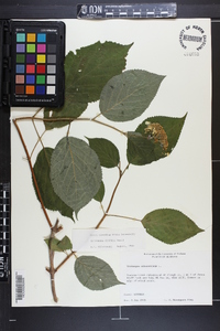 Hydrangea arborescens subsp. discolor image