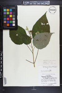 Hydrangea arborescens subsp. discolor image