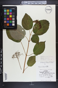 Hydrangea arborescens subsp. discolor image