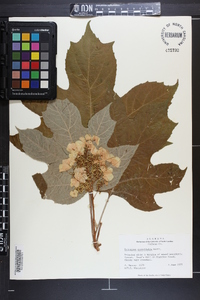 Hydrangea quercifolia image