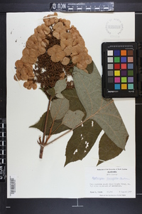 Hydrangea quercifolia image