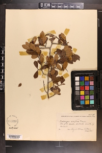 Crataegus uniflora image