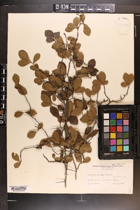 Crataegus uniflora image