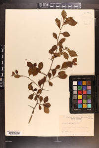 Crataegus uniflora image