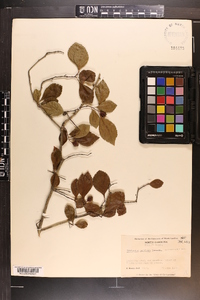 Crataegus uniflora image