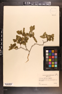 Crataegus uniflora image