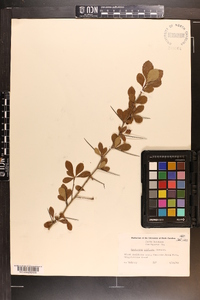 Crataegus uniflora image