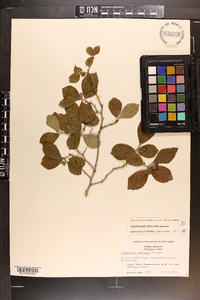 Crataegus uniflora image