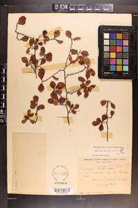 Crataegus uniflora image