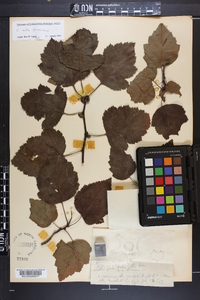 Crataegus mollis image