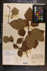 Crataegus mollis image