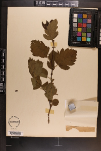 Crataegus mollis image