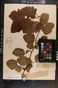 Crataegus mollis image