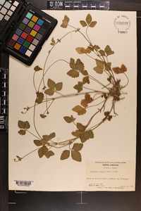 Potentilla indica image