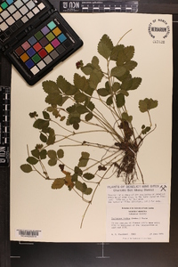 Potentilla indica image