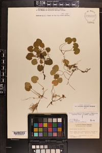 Dalibarda repens image