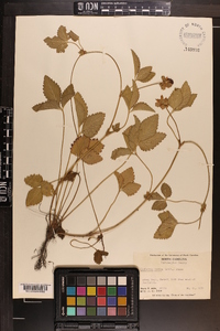 Potentilla indica image