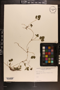 Potentilla indica image