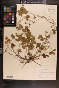 Potentilla indica image