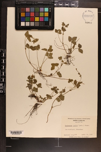 Potentilla indica image