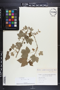 Ribes americanum image