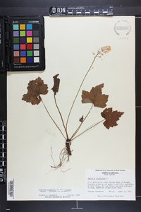 Tiarella cordifolia var. collina image