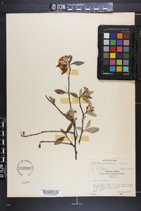 Aronia floribunda image
