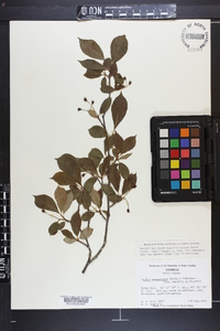 Aronia melanocarpa image