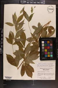 Gillenia trifoliata image