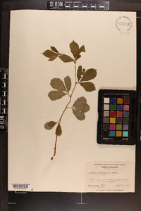 Gillenia trifoliata image