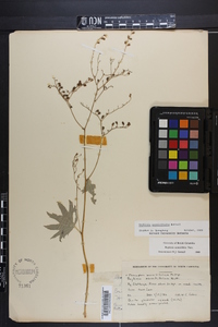 Boykinia aconitifolia image