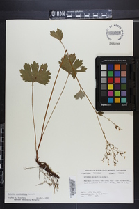 Boykinia aconitifolia image